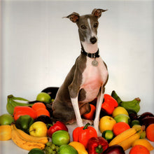 Load image into Gallery viewer, Shellac - Excellent Italian Greyhound
