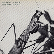 Load image into Gallery viewer, Courtney Barnett - Creature of Habit [Black or Indie Exclusive Caramel Vinyl]

